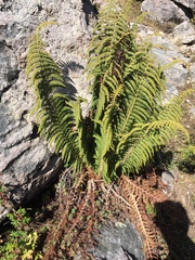 Polystichum speciosissimum