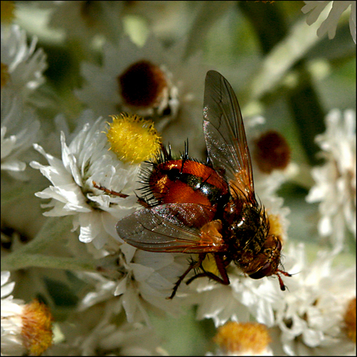 Igelfliege