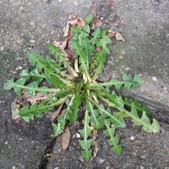Taraxacum officinale