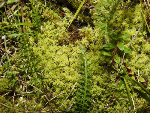 Image of Racomitrium canescens by no rights reserved