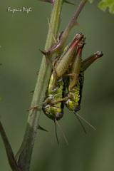 Micropodisma salamandra