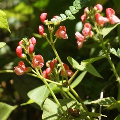 Phaseolus coccineus
