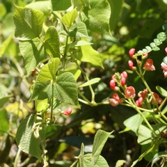 Phaseolus coccineus
