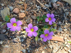 Oxalis imbricata