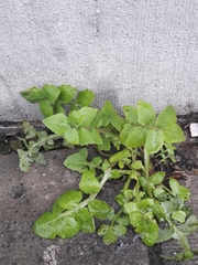 Sonchus