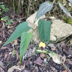 Callianthe megapotamica