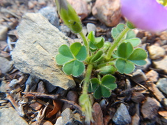 Oxalis imbricata