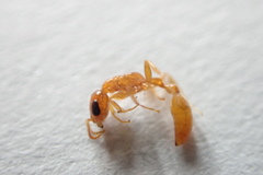 Pseudomyrmex pallidus