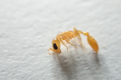 Pseudomyrmex pallidus