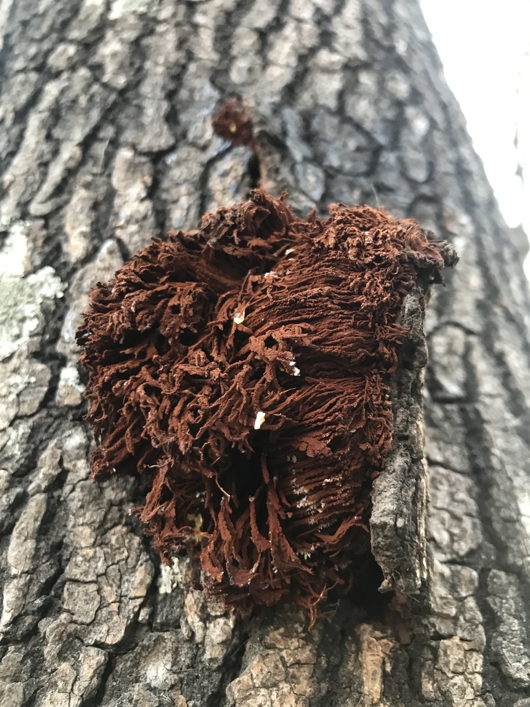 Inonotus rickii · August 2023 · photo: © tutitah (iNaturalist, cc0)