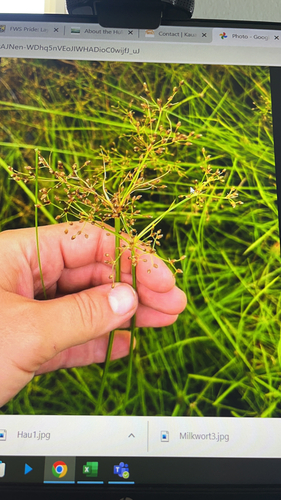Fimbristylis littoralis observed 2023-08-02