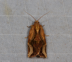 Isodemis serpentinana