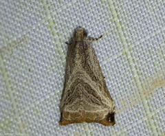 Dactylioglypha tonica