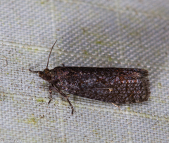 Cryptaspasma