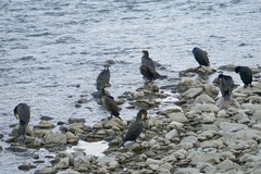 Phalacrocorax carbo
