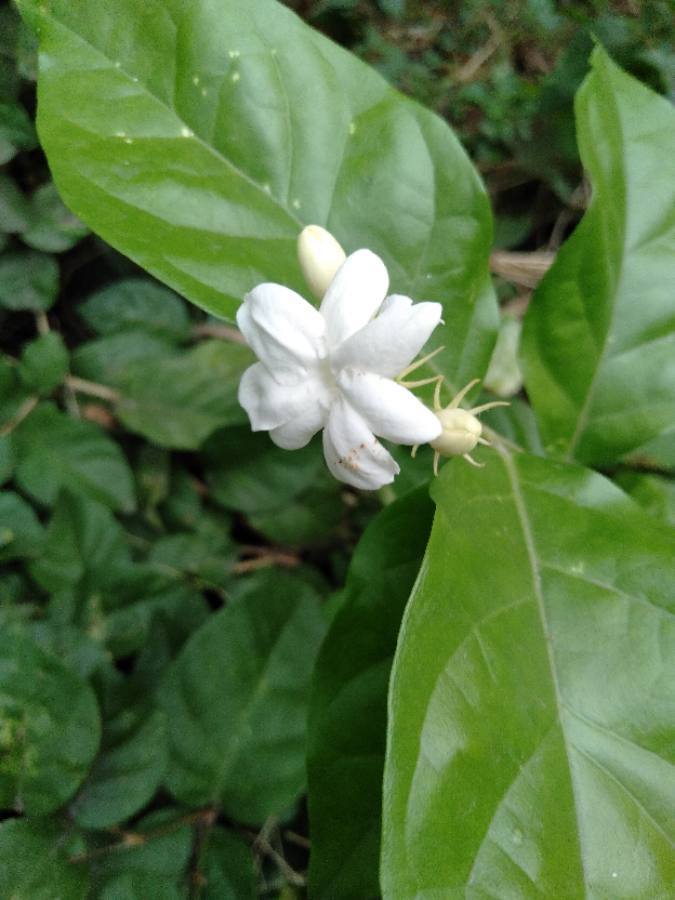 Jazmín (Jasminum sambac) · iNaturalist Panamá