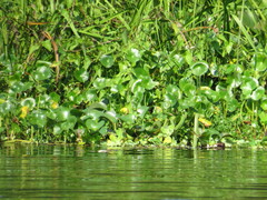 Hydrocotyle umbellata