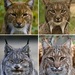 Lynxes - Photo (c) Jan Czeczotka, some rights reserved (CC BY-SA)
