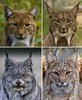 Lynxes - Photo (c) Jan Czeczotka, some rights reserved (CC BY-SA)