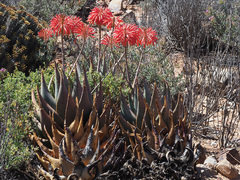 Aloe comptonii