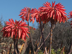 Aloe comptonii