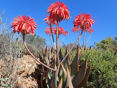 Aloe comptonii