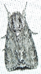 Acronicta longa