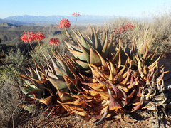 Aloe comptonii