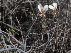 Pelargonium tetragonum