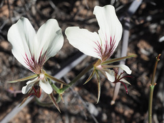 Pelargonium tetragonum