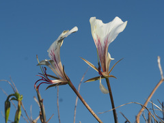 Pelargonium tetragonum
