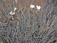 Pelargonium tetragonum