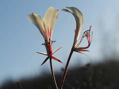 Pelargonium tetragonum