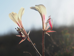 Pelargonium tetragonum