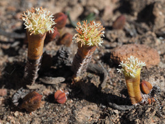 Crassula pyramidalis
