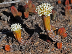 Crassula pyramidalis