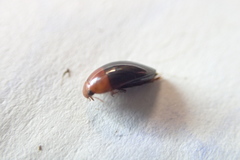 Hydrocanthus atripennis