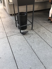 Columba livia domestica