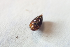 Hydrocanthus atripennis