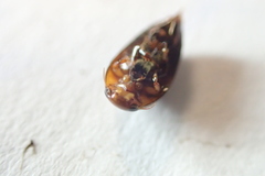 Hydrocanthus atripennis