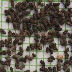 Microhodotermes viator