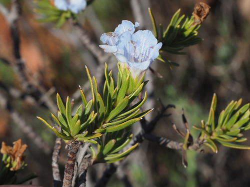 Rooiberg Healthbush (Lobostemon decorus)