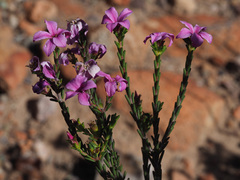 Acmadenia sheilae
