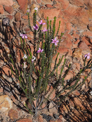 Acmadenia sheilae