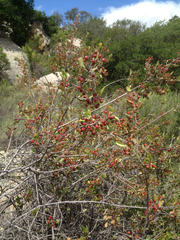 Rhamnus pilosa