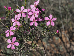 Acmadenia sheilae