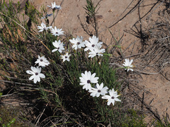 Dimorphotheca montana