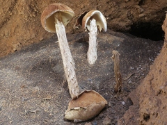 Microhodotermes viator