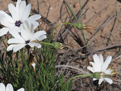 Dimorphotheca montana
