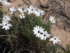 Dimorphotheca montana